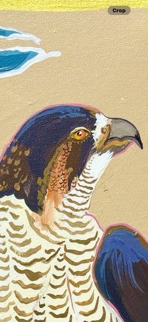 Falconry Hawk